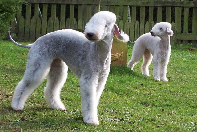 Unsere Hunde 03.02 (10).JPG